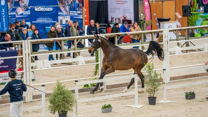 Le Stud-book Selle Français a orchestré un beau rendez-vous d’élevage pendant trois jours à Saint-Lô.