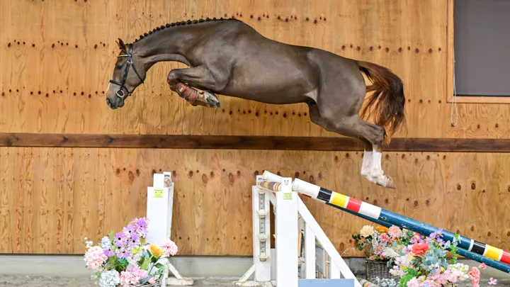 Touchouss del Tondue Z