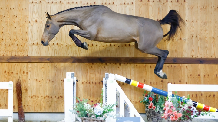Les jeunes talents prometteurs du saut d'obstacles 2024