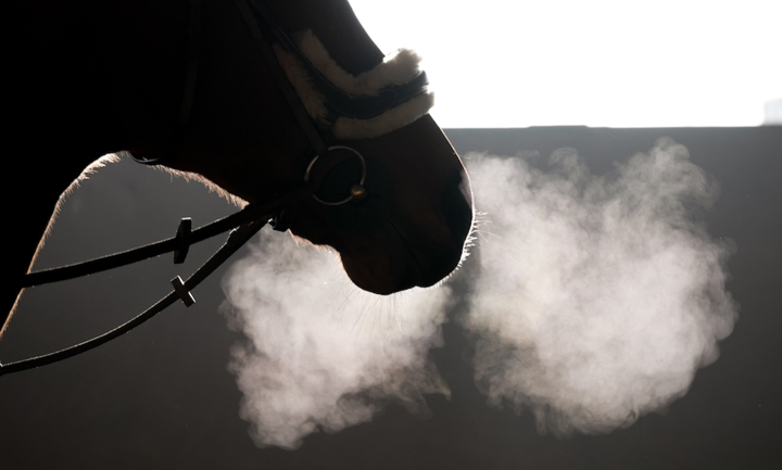 Comment garder son cheval en forme durant l’hiver ?