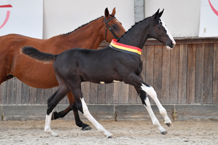 La vente "BWP Online Foal Auction"