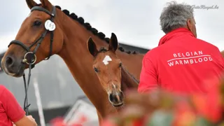 BWP-fokkerij schittert in Waregem: sterke start van de veulenkeuringen