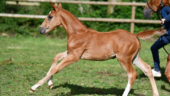 Vente aux enchères de poulains Breizh, quatre et cinq août sur Equinia.com!