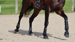 Le sol sur lequel le cheval travaille influence directement la façon dont ses membres absorbent les chocs et peut avoir un impact important sur la santé de ses tendons.