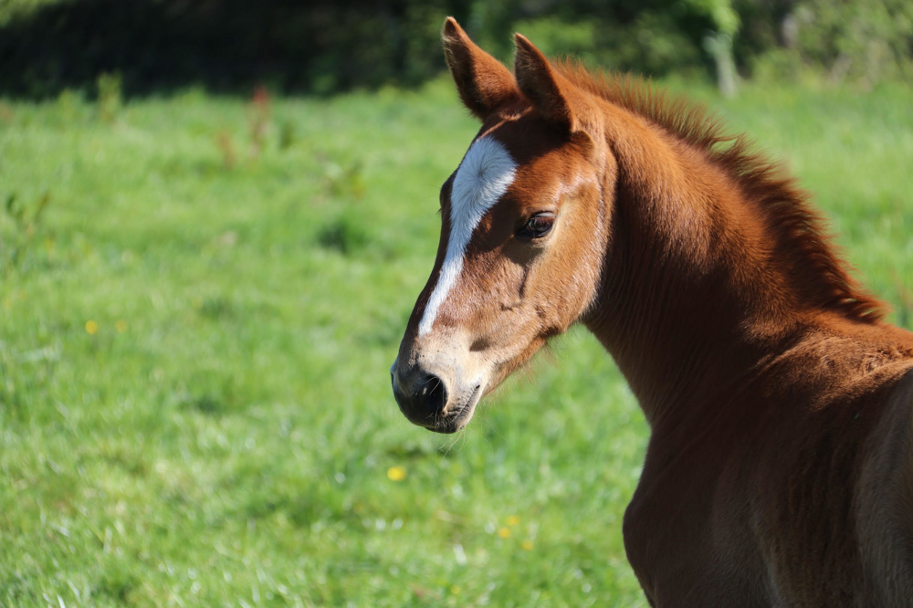 Succès international pour les ventes Elite Ekestrian de saut d’obstacles