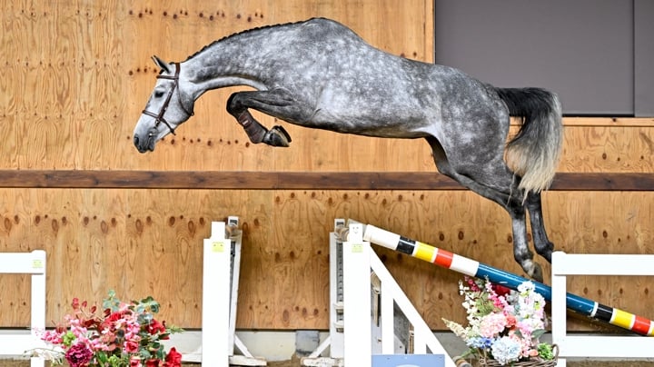Horse Auction Belgium