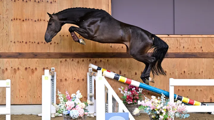 Horse Auction Belgium