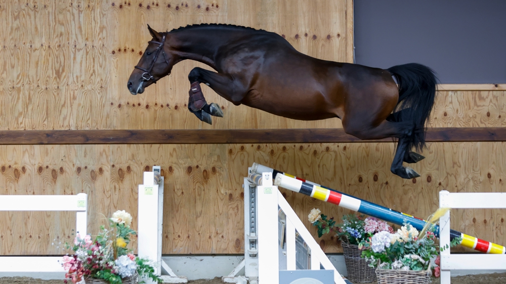 Horse Auction Belgium annonce deux ventes aux enchères passionnantes