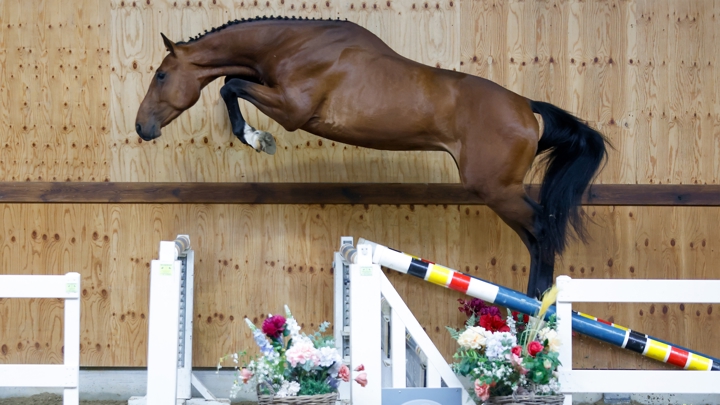 Horse Auction Belgium