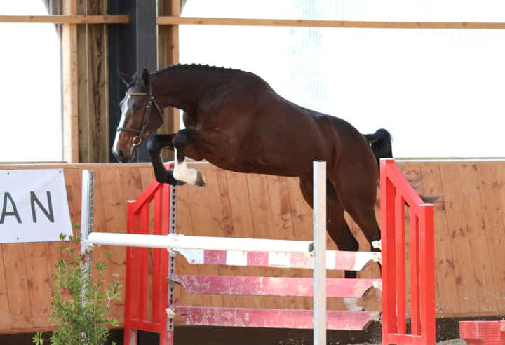 ventes Elite Ekestrian CSO 