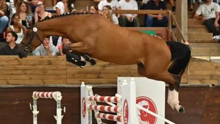 Top Price de la soirée du vendredi, Avena A van de Nachtegaele a été acquise pour 125 000 €. 