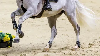 Onrust rond imidocarb: FEI geeft extra uitleg