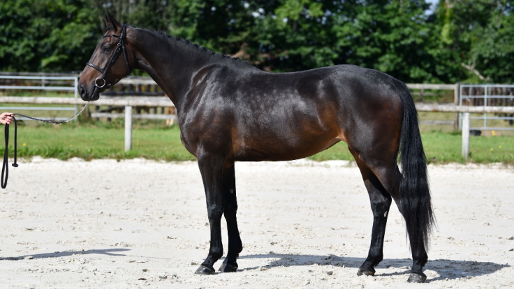 Le Haras des Flagues presente sa deuxieme vente avec une selection exceptionnelle de poulains et de jeunes chevaux