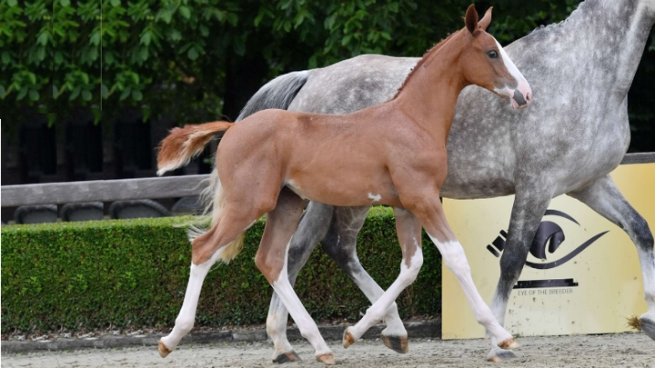 Eye Of The Breeder, une collection qui regorge d'étalons de grande qualité comme Ermitage Kalone, Emerald et Aganix Du Seigneur.