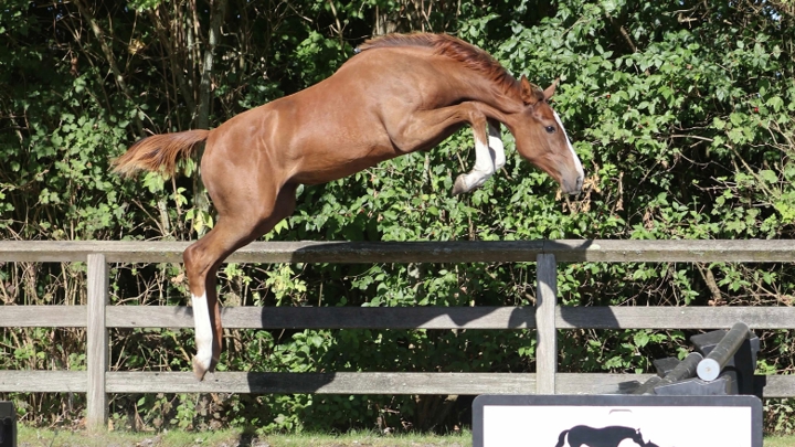Sœur de la gagnante du GP CSI5* proposée à Optimus Auction 