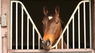Air, poussières, ventilation : des pratiques courantes en écurie peuvent altérer la qualité de l’air et fragiliser durablement le système respiratoire du cheval.