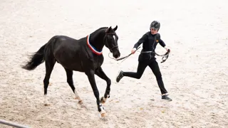 Nectar du Guilly *GFE, jeune étalon prometteur au Haras de la Bouloye