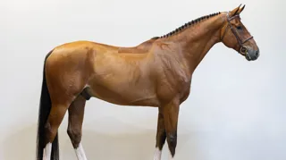 De zesjarige Explosive van Koningshof (Emerald van ’t Ruytershof x Voltaire) werd met 38.000 euro de veilingtopper van de tweede avond en vertrekt naar China.