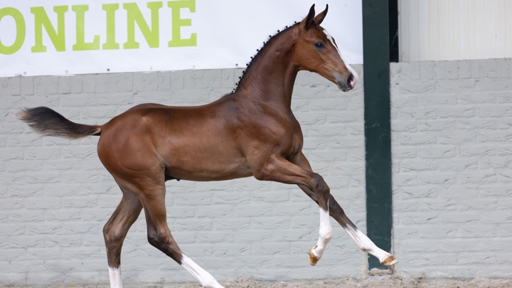 Vente aux enchères en ligne de poulains avec de futurs champions de saut d'obstacles