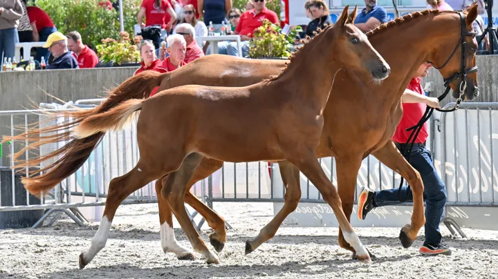 Duuk van den Bosdam kroonde zich tot kampioen
