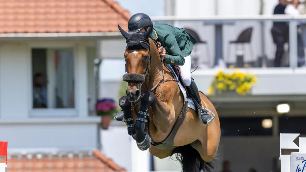 Selon Jumpr, Qonquest de Rigo est le deuxième meilleur cheval de sa génération par les gains.