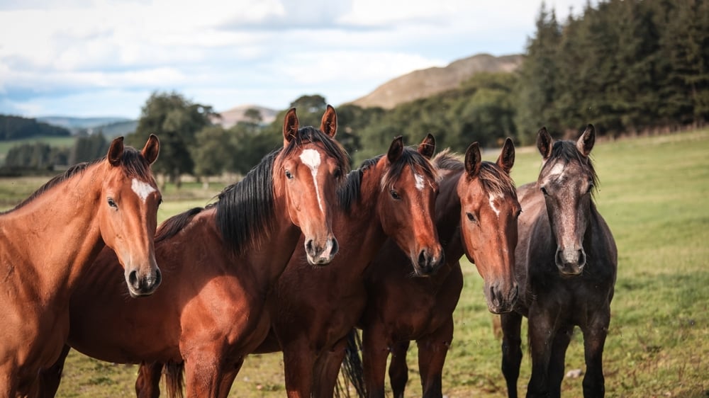 Autour du crack Hello Sanctos, les poulains et jeunes chevaux élevés par Scott Brash grandissent paisiblement, dans un cadre idyllique. 