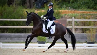 Descendant direct de Queenparks Wendy*de Fontaine, partenaire de proue de l’Allemande Isabell Werth, Samson de Fontaine semble bien parti pour marcher dans les pas de sa mère.