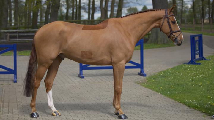 Nouvelle vente aux enchères pour Maja Horse Auction : édition de mai