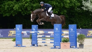 Veilingtopper Paco BVM Z