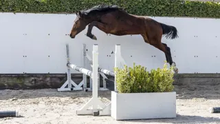 De jaarling Centurion Z (Chacco-Blue x Cento) uit een 1.60m Grand Prix-merrie behoorde net als zijn volle broer tot de toppers van de collectie.  
