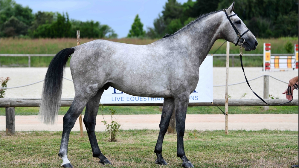 La vente des Jeunes Chevaux et Performers,”Future Performers & Youngsters Auction “, présentée par Equinia.com