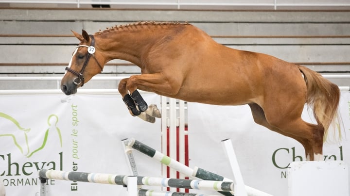 Régional des 3 ans : plus de 300 chevaux en compétition