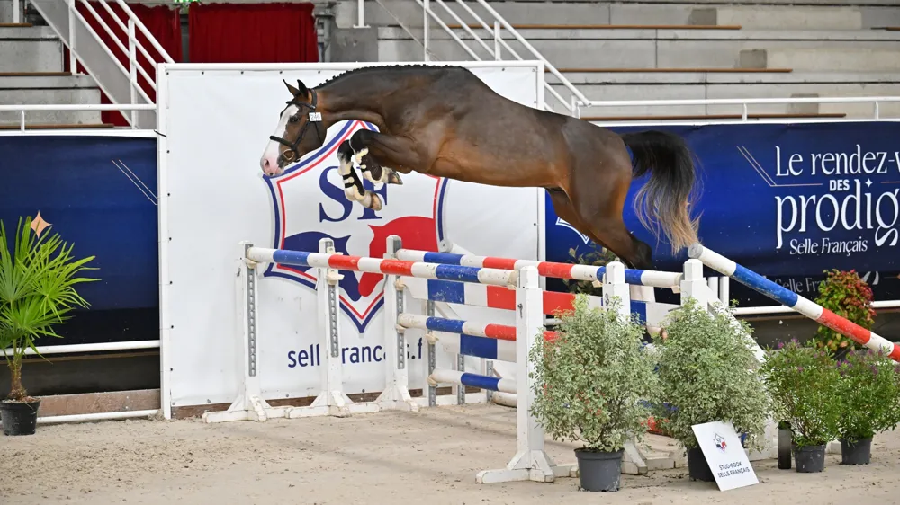 Napoléon a concrétisé tous les espoirs de son éleveur, un certain Thomas Carlile, en remportant le championnat des deux ans.