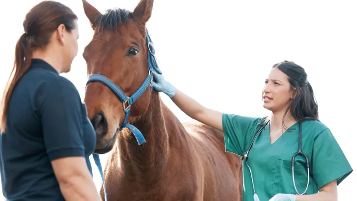 À ce jour, seule une gastroscopie réalisée sous contrôle vétérinaire permet de contrôler la présence et la gravité des ulcères, d’autant que le cheval, animal proie, a tendance à masquer ses symptômes.