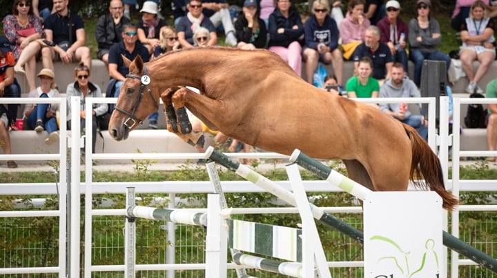 Cheval Normandie, les futurs projets de l’année 2024 