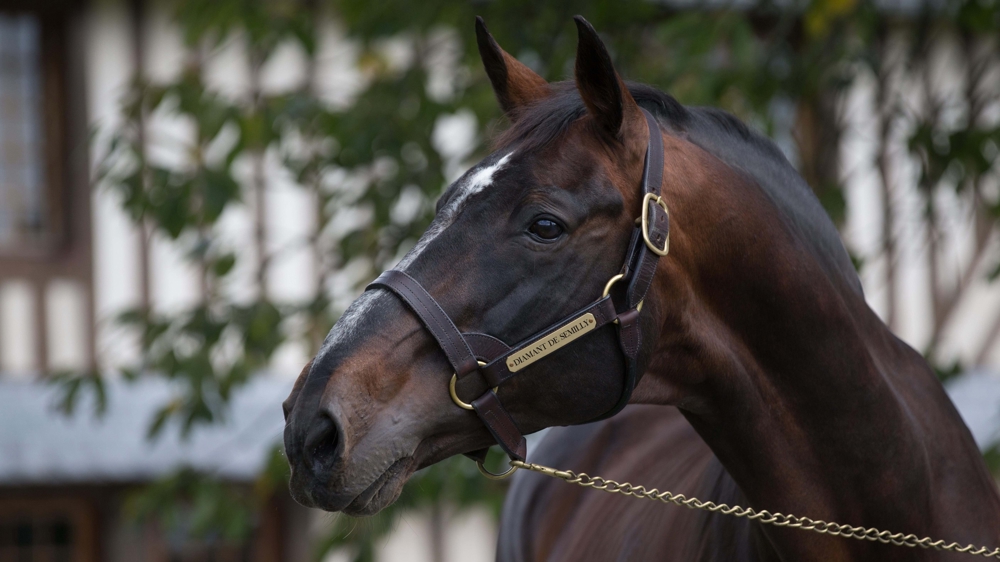 Un week-end au coeur des coulisses du cheval de sport en Normandie