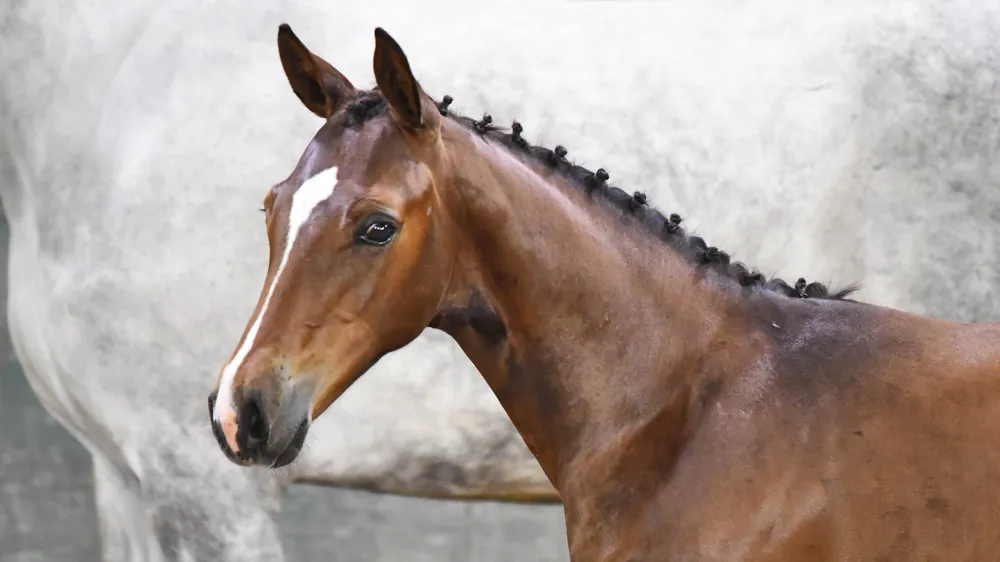 Equinia Auction