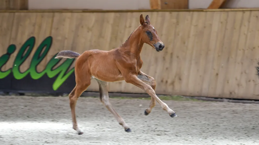 Semilly Breeders Auction