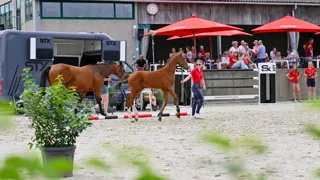 Selectiekans voor het nationaal kampioenschap: mis de Dag van de Fokker niet