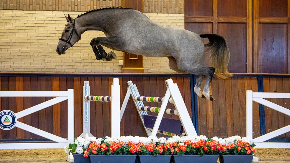 Trigon Auctions : des chevaux sélectionnés par des professionnels