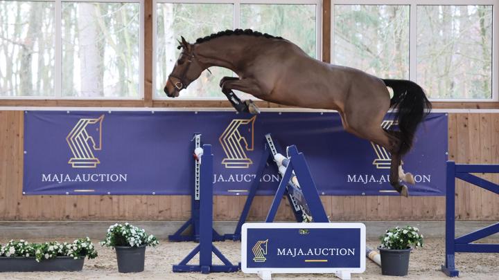 Maja Horse Auction, 13 au 15 Mars 2024 