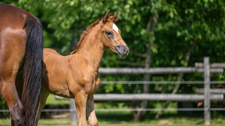 Elvo Stables 