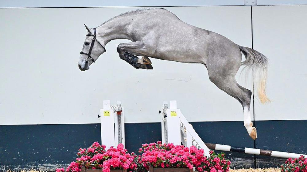 Harrie Smolders: “Les chevaux de la vente aux enchères SLF Horse Auction sont d’une grande qualité”