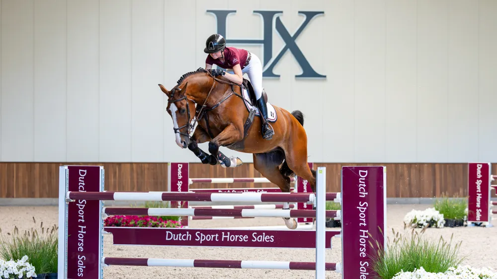 Prince L - Dutch Sport Horse Sales