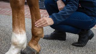 La prise en charge de la tendinite chez le cheval