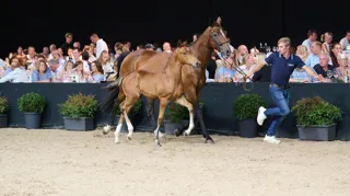 Horseman Elite Auction blikt tevreden terug op de 24e editie