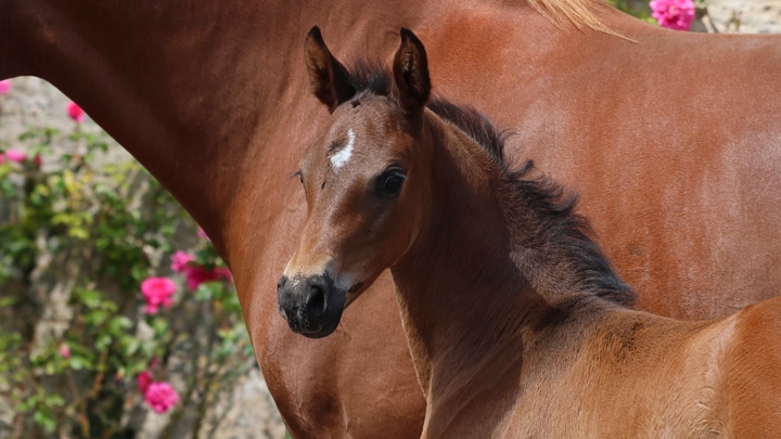  Normandy Genetic Auction, une vente de femelles sans frais acheteurs présentée par l'agence Nash Auction