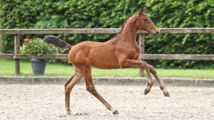 ESI Elite Foals Auction : trouvez votre futur cheval de saut d'obstacles à Klein Roscharden !