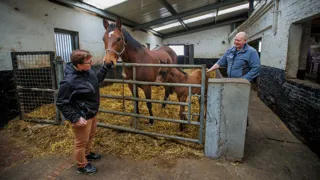 Belgische fokkerij schittert op Danube Tour dankzij Ugano-K van ’t Kattenheye