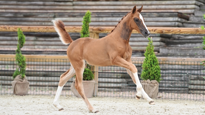 Le catalogue de la vente des foals Zangersheide 2023 : une collection de joyaux !